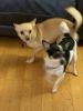 Chihuahua/Pomeranian sisters