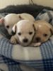 Three (3) chihuahua pups for sale