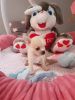 adorable Teacup Chihuahua Puppy Ready