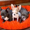 Male and Female AKC chihuahua Puppies Available