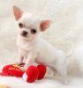 Tiny teacup Chihuahua puppies