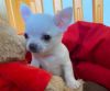 Chihuahua pups to rehoming