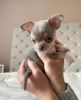 Gorgeous spunky chihuahua puppies available!