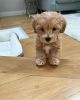 Affectionate Maltipoo Puppies