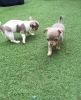 Apple-Head Chihuahua Puppies
