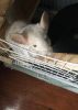 2 bonded tame chinchillas and cage