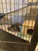 9-week old Chincilla for sale with cage