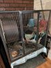 Chinchilla and cage for sale