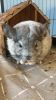 selling two very sweet chinchillas