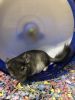 Chinchilla in need of new home