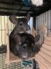 Paired Male Chinchillas , Cage and supply