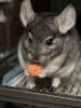 9 month old male chinchilla for sale with cage