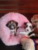 Chinese crested for sell