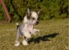 Purebred Papered Chinese Crested Puppies For Sale