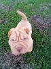 Full blooded chinese shar pei puppy