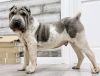 AKC, Male, Chinese Shar Pei for Sale