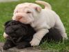 Wrinkled Chinese Shar-pei Pups ready