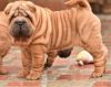 Chinese Shar-Pei Puppies ready now for sale