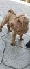 Healthy Chinese Shar-Pei puppies for sale