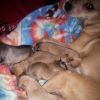 Chiweenies puppies for sale!