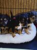 Chorkie puppies for sale