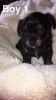6 Stunning Chorkie's For Sale