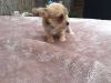 Chorkie Puppy Available For Sale
