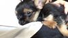 Female Chorkie Only One Left