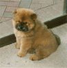 KCI Registered Chow Chow through all over india