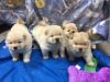 hardworking Chow Chow Puppies
