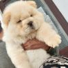Looking for new caring owner for my chow chow puppy