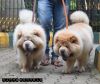 Chow chow Puppies for sale in Bangalore