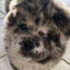 Chow Chow Puppy for rehome
