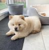 Superb litters of 6 chow chow pups available