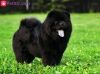 chow chow lover's available here