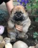 HEALTHY CHOW CHOW PUPPIES FOR SALE