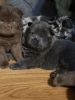 Meet Your New Furry Family Members Full-Blooded Chow Chow Puppies