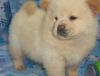 Chow Chow Baby for Sale