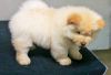 successful Chow Chow for sale