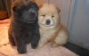 Male and female Chow Chow puppies.