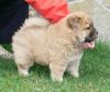 home trained chow chow