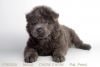 Our Male Chow Chow Puppy!