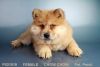 Our Female Chow Chow Puppy!