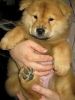 chow chow pups for free adoption