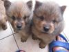 females) beautiful Chow Chow puppies