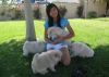 Akc Chow Chow Puppy For Sale