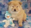 AKC Registered chow chow puppies