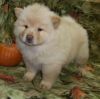 Stunning Chow Chow Puppies For Sale