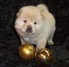 Creamy Chow Chow Puppies Ready To Go