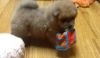 Hachi Akc Male And Female Chow Chow Puppies